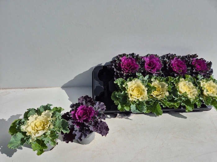 <h4>BRASSICA (SIERKOOL)</h4>