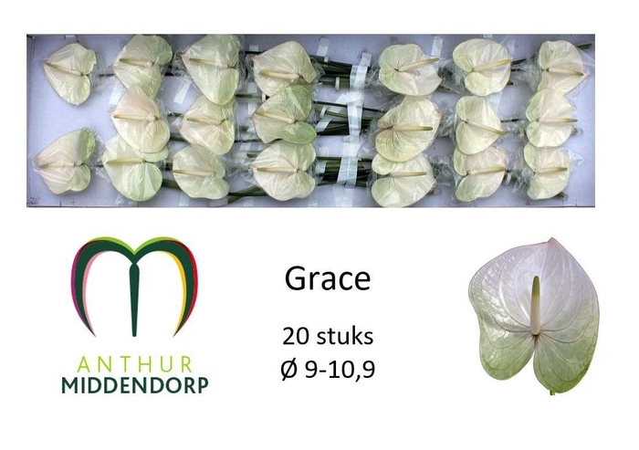 <h4>ANTH A GRACE</h4>