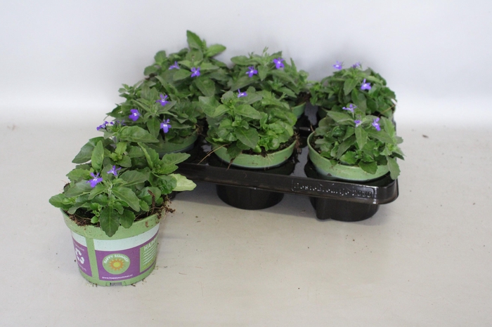 Lobelia Blue eye