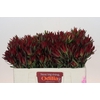 Leucadendron Blush Spray