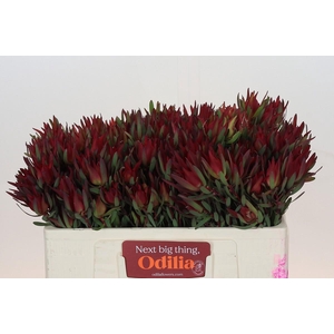 Leucadendron Blush Spray
