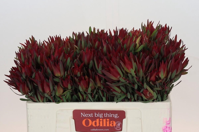 <h4>Leucadendron Blush Spray</h4>