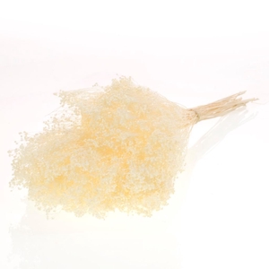 Broom bloom bunch preserved bleached white