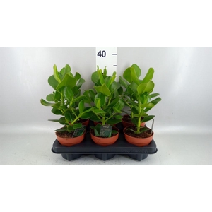 Clusia rosea 'Princess'