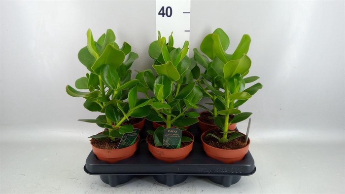 <h4>Clusia rosea 'Princess'</h4>