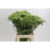 Ammi Visnaga