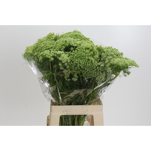 Ammi Visnaga
