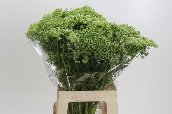 <h4>Ammi Visnaga</h4>