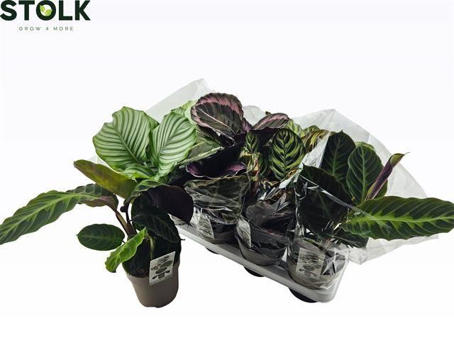 <h4>CALAT GEM 4 SRT</h4>