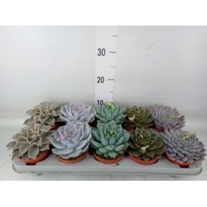 Echeveria   ...mix