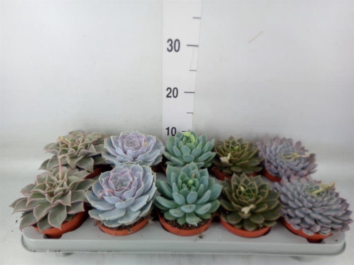 <h4>Echeveria   ...mix</h4>