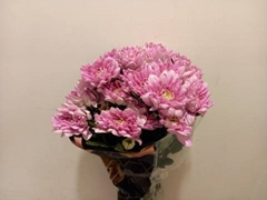 <h4>CHR T BALTICA PINK</h4>
