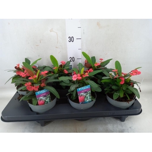 Euphorbia milii 'Maxi Olympia'