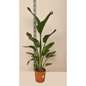 STRELITZIA ALBA
