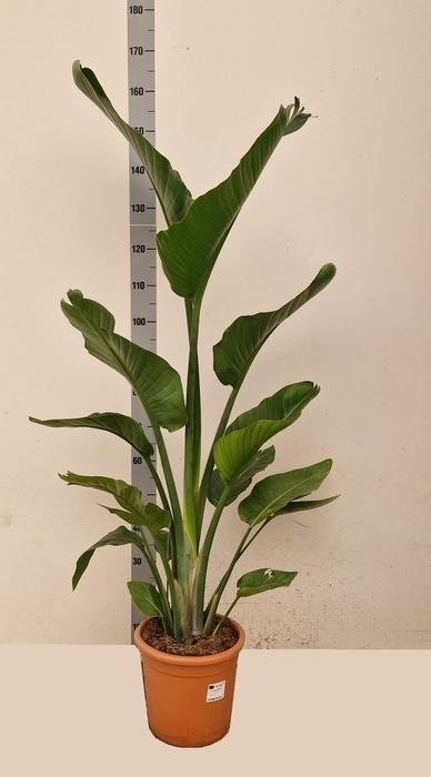 <h4>STRELITZIA ALBA</h4>