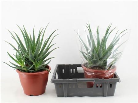 <h4>Aloe Arborescens</h4>