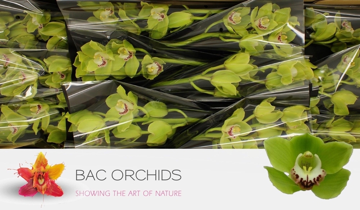 <h4>CYMB T ALI ANDERSON</h4>