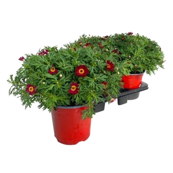 <h4>Argyranthemum Frutescens "struik" - ROOD</h4>