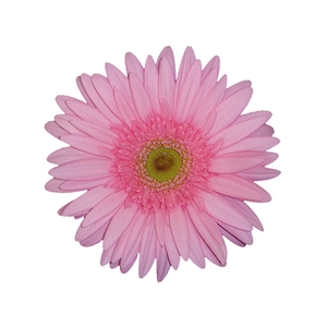 GERB PINK ELEGANTE >10 HA < 50 CM DIAM MIN 10 CM ROSA