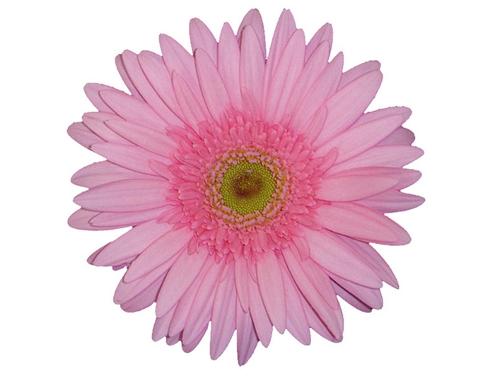 <h4>GERB PINK ELEGANTE >10 HA < 50 CM DIAM MIN 10 CM ROSA</h4>