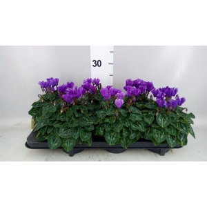 CYCLAMEN KL 'DRAGON' BLUE