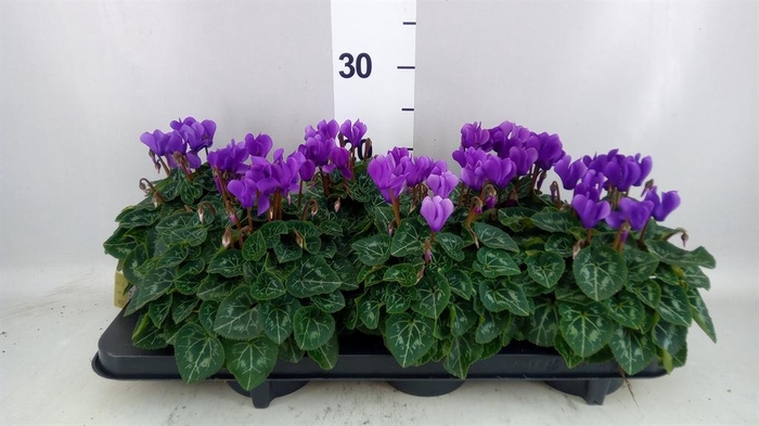 <h4>CYCLAMEN KL 'DRAGON' BLUE</h4>