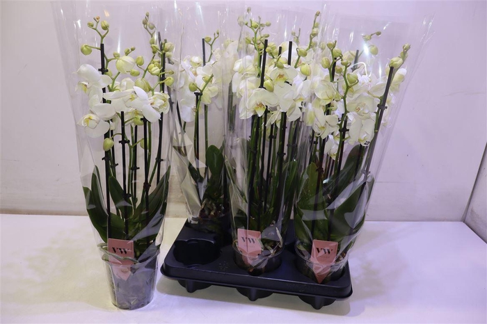 <h4>Phal An Inverness</h4>