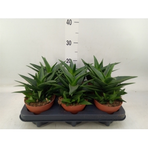 Haworthia pumila 'West Jogoo'