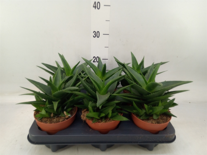 <h4>Haworthia pumila 'West Jogoo'</h4>