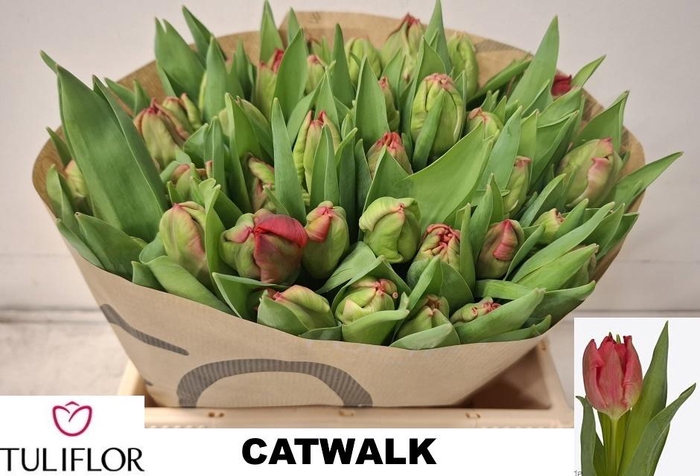 <h4>TU PA CATWALK</h4>