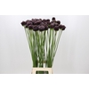 Allium Forelock
