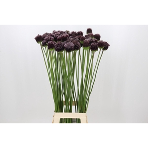 Allium Forelock