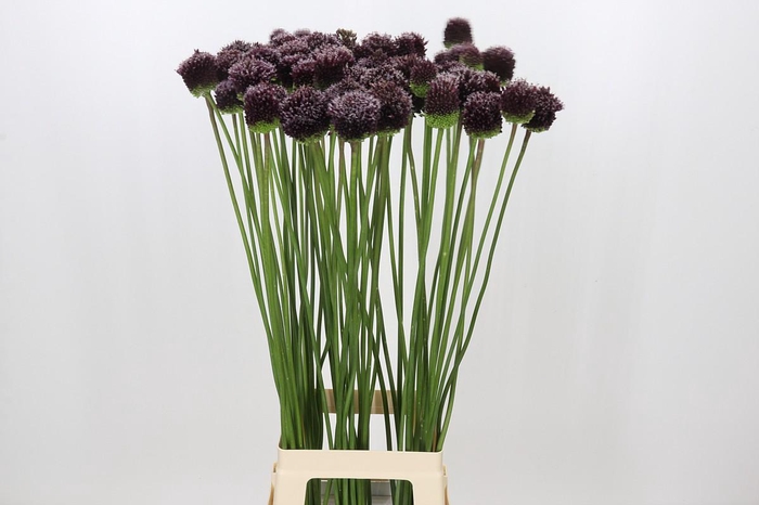 <h4>Allium Forelock</h4>