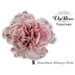 DI ST SILVERY PINK