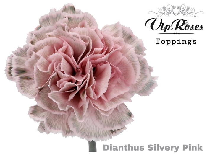 DI ST SILVERY PINK