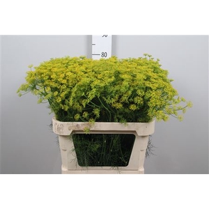 Anet Graveolens