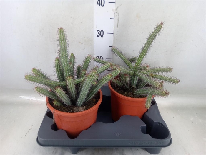 <h4>Euphorbia baioensis</h4>