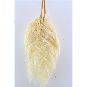 DRY LEDERVAREN BLEACHED
