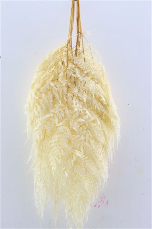 <h4>DRY LEDERVAREN BLEACHED</h4>