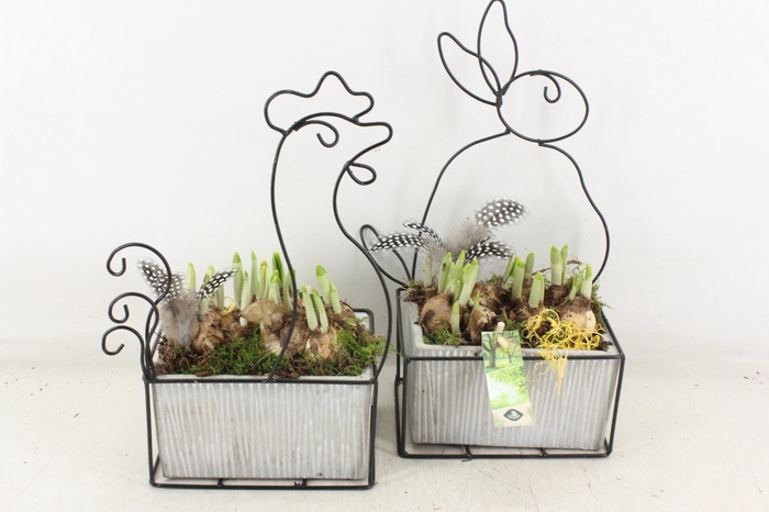 <h4>arr4 Narcis JS - Metaal pasen mix</h4>