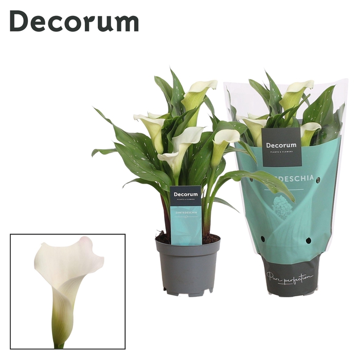 <h4>Zantedeschia (Calla) Wit (Decorum)</h4>
