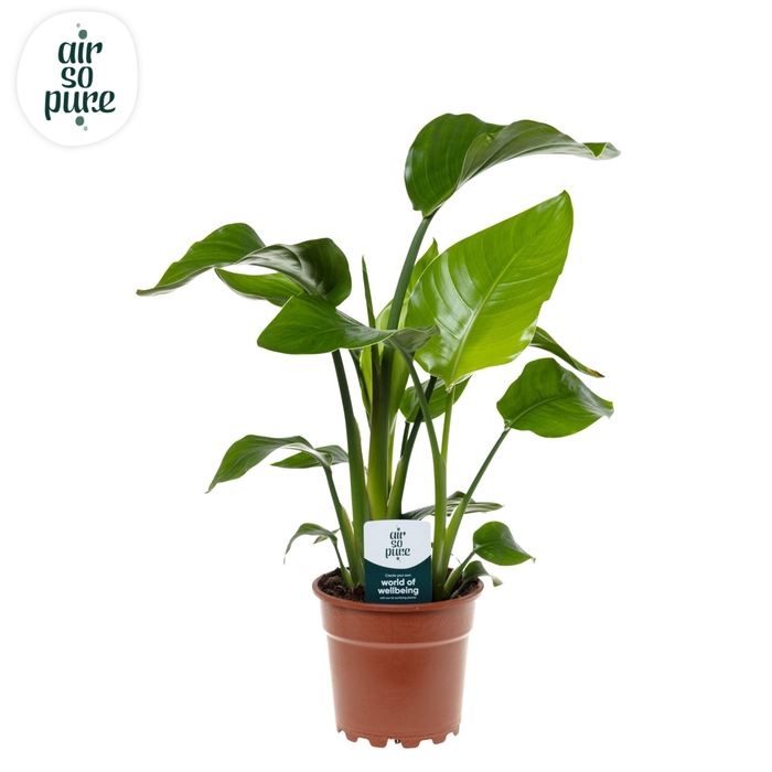 <h4>Strelitzia nicolai</h4>