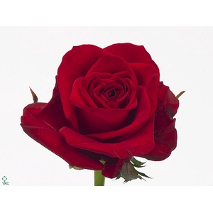 Rosa Freedom