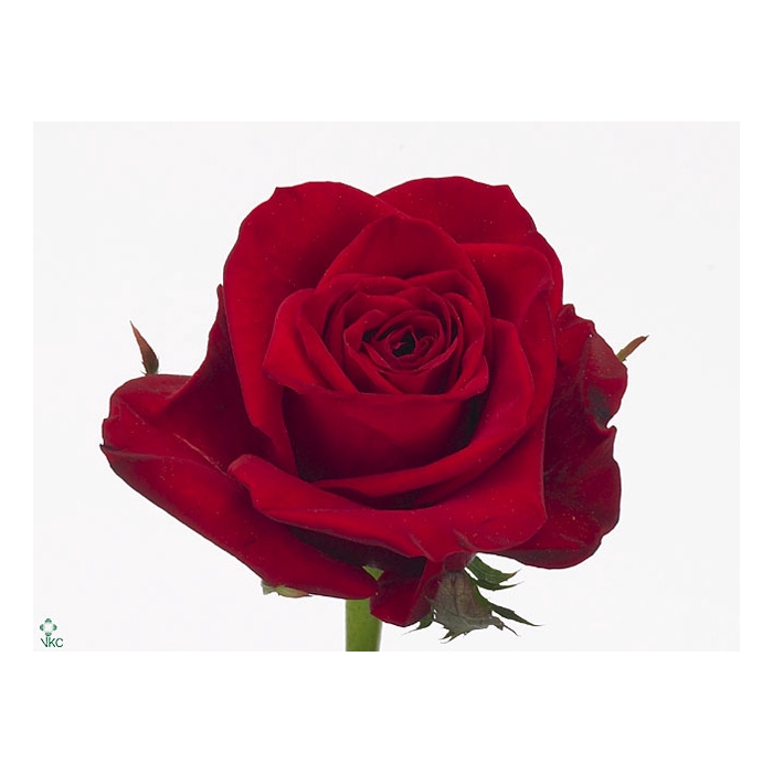 <h4>Rosa Freedom</h4>