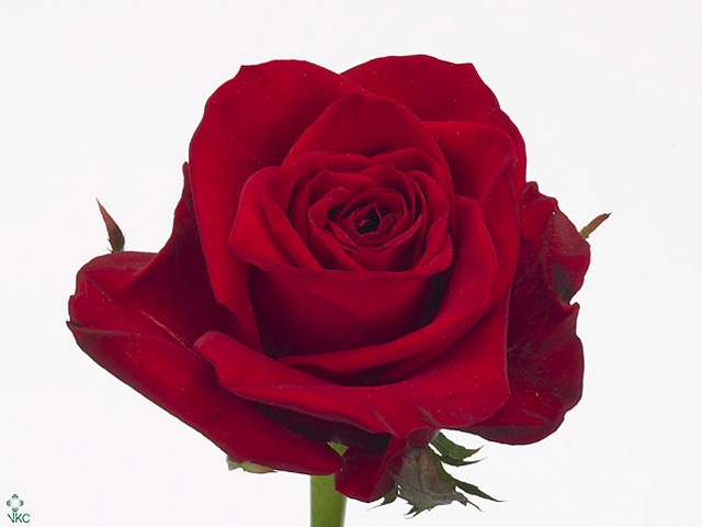 Rosa Freedom
