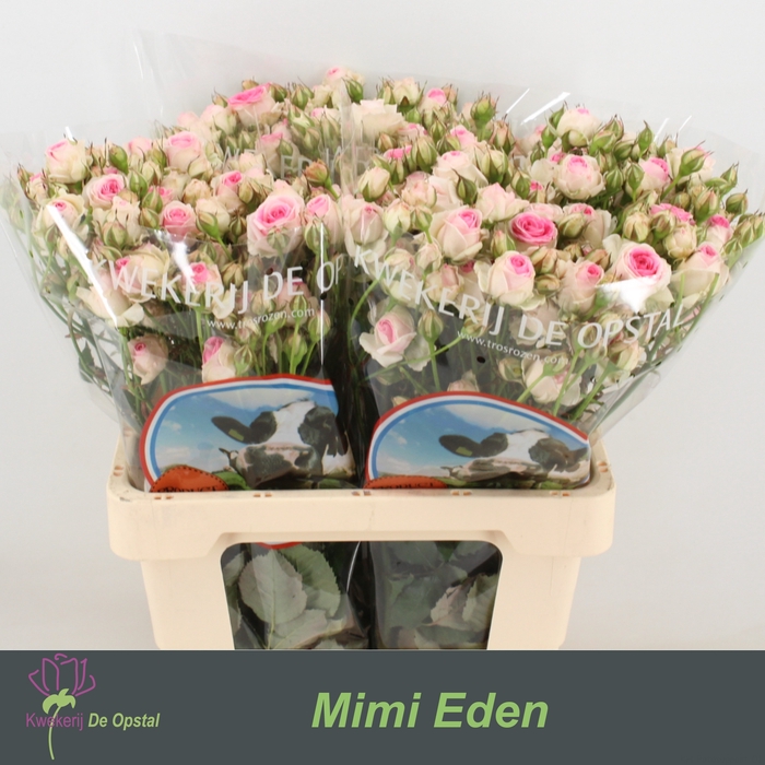 R tr Mimi Eden