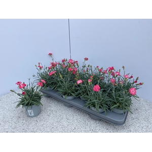 DIAN DI CORAL GRANIT