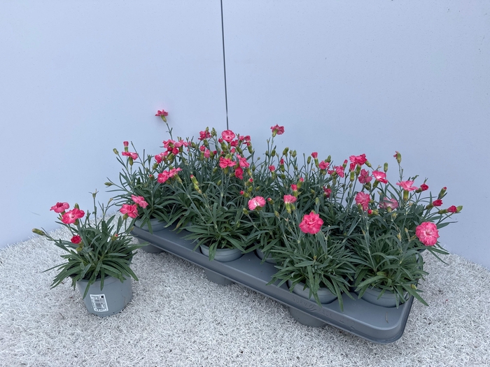 <h4>DIAN DI CORAL GRANIT</h4>