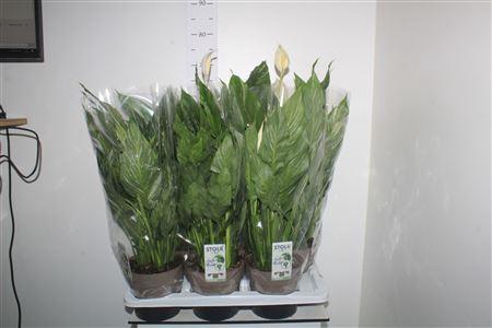 <h4>Spath Diamond Bontbladig</h4>