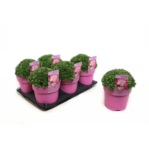 Saxifraga Touran Pink